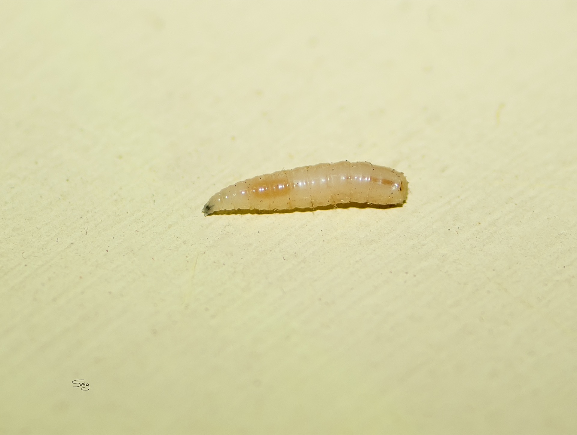 Личинка ячменной шведской мухи